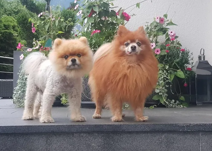 アパート Pirhofer