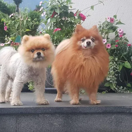 Appartement Pirhofer